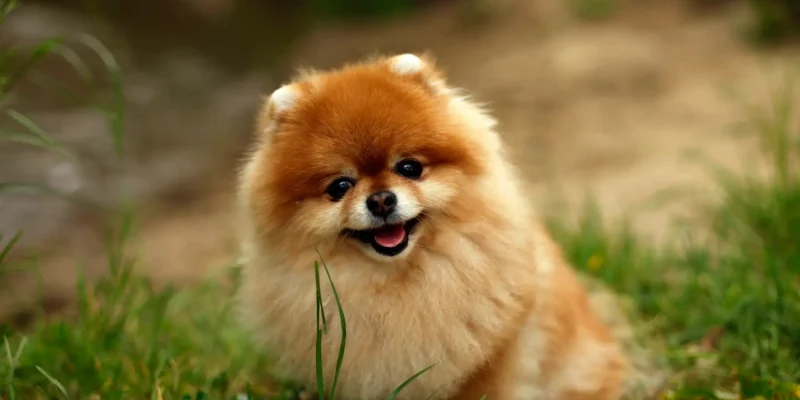 lulu da pomerânia