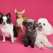 animais de estimação pequenos