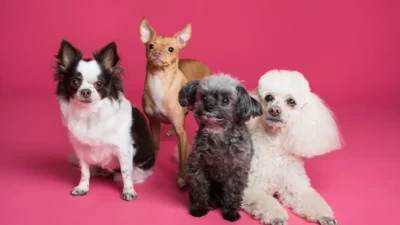 animais de estimação pequenos