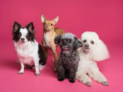 animais de estimação pequenos
