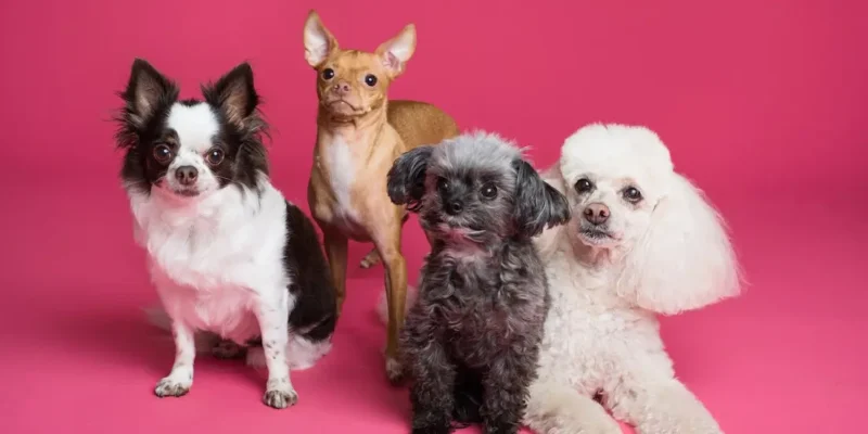 animais de estimação pequenos