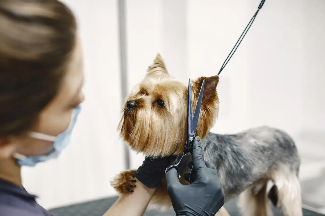 Aprenda a cuidar do seu pet de forma profissional com o curso de banho e tosa online Aprenda a cuidar do seu pet de forma profissional com o curso de banho e tosa online