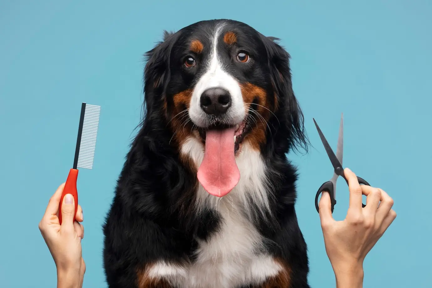 Aprenda a identificar e tratar problemas de pele e pelagem dos animais no curso online Aprenda a identificar e tratar problemas de pele e pelagem dos animais no curso online