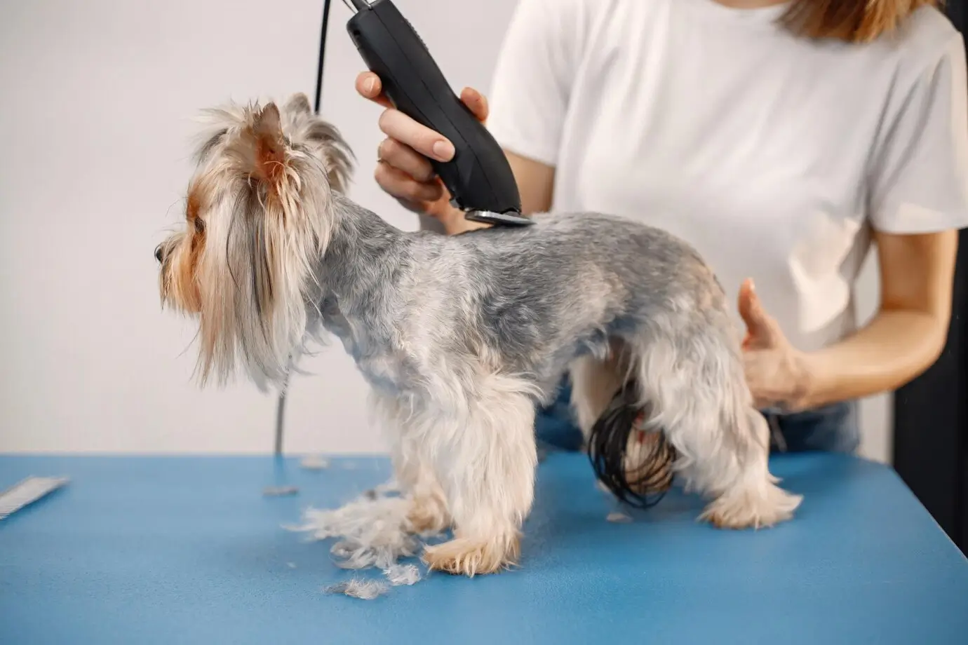 Aprenda com profissionais renomados no mercado pet através do curso de banho e tosa online
