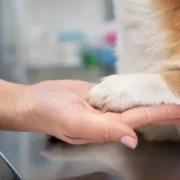 como dar banho em gato