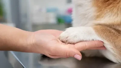 como dar banho em gato