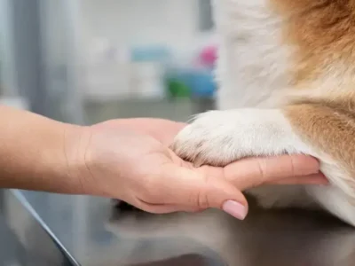 como dar banho em gato