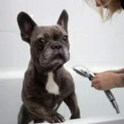 curso de banho e tosa rj