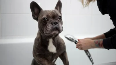 curso de banho e tosa rj