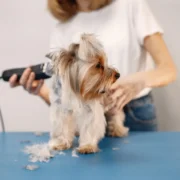 curso de banho e tosa sp