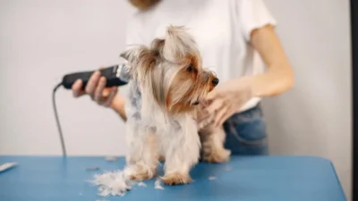 curso de banho e tosa sp
