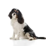 filhote border collie