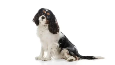 filhote border collie