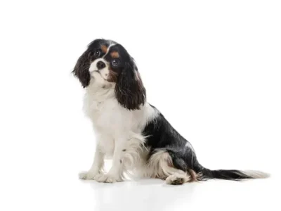 filhote border collie