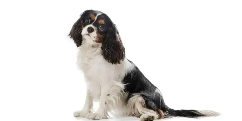 filhote border collie