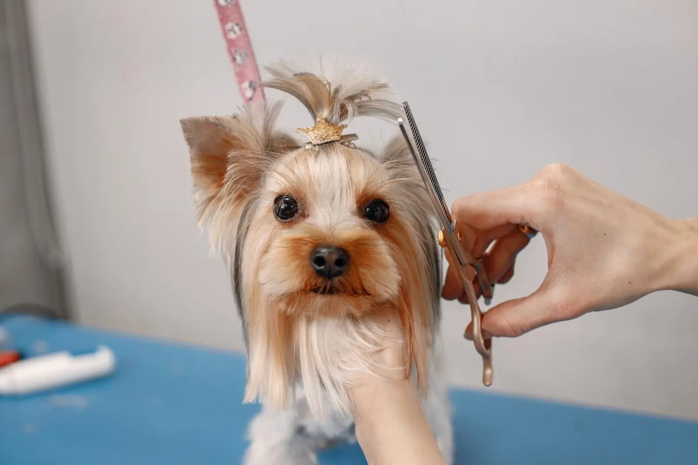 Saiba como se destacar no mercado de estética animal com o curso de banho e tosa em São Paulo Saiba como se destacar no mercado de estética animal com o curso de banho e tosa em São Paulo