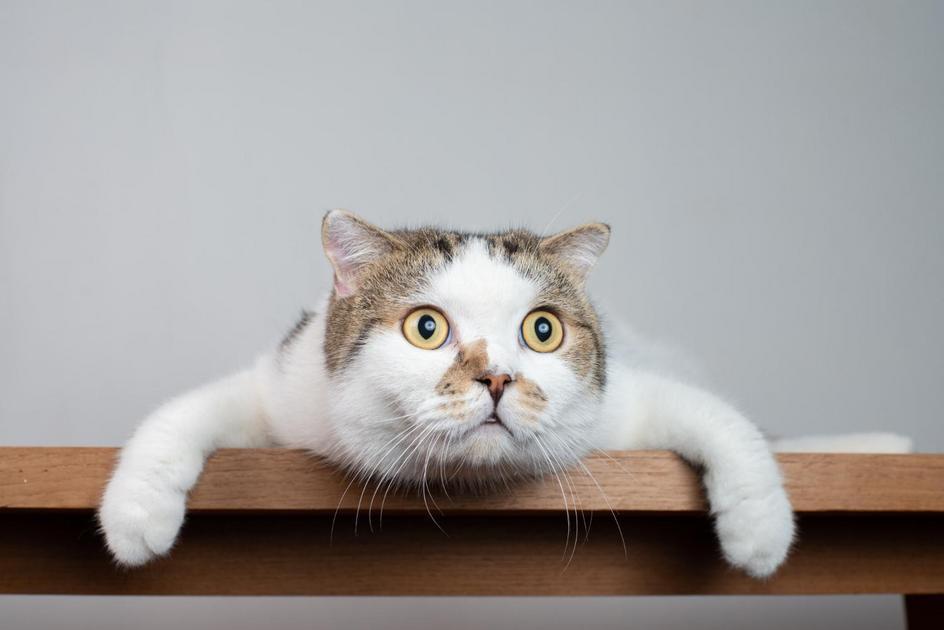 2 - Opções charmosas de nomes para gatinhos machos 2 - Opções charmosas de nomes para gatinhos machos