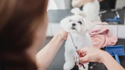 cachorro para apartamento