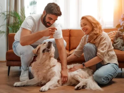 cachorros para apto