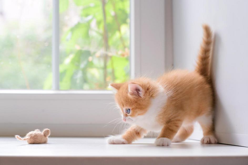 Celebre o Dia Internacional do Gato com amor e carinho Celebre o Dia Internacional do Gato com amor e carinho
