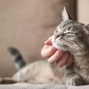 como treinar gato