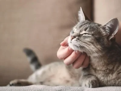 como treinar gato