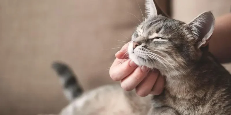 como treinar gato