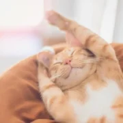 dia internacional do gato