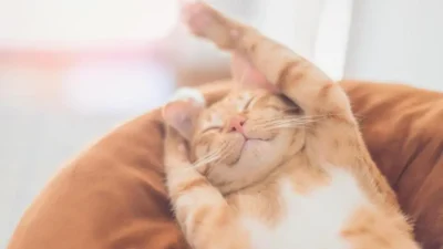 dia internacional do gato