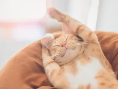 dia internacional do gato