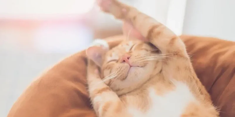 dia internacional do gato
