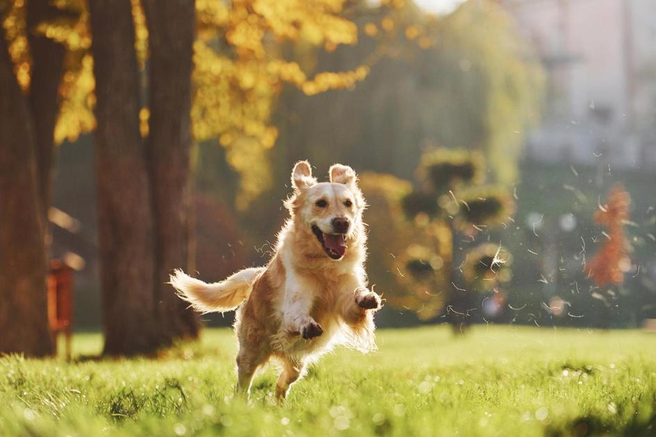Dicas para adaptação do cachorro ao apartamento Dicas para adaptação do cachorro ao apartamento