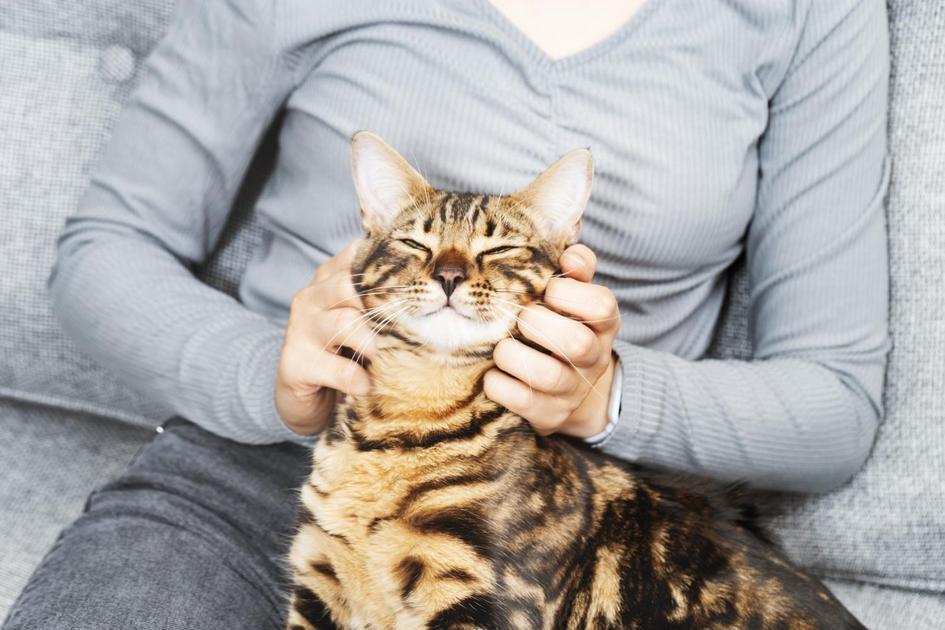 Dicas para escolher o nome perfeito para seu gatinho masculino Dicas para escolher o nome perfeito para seu gatinho masculino