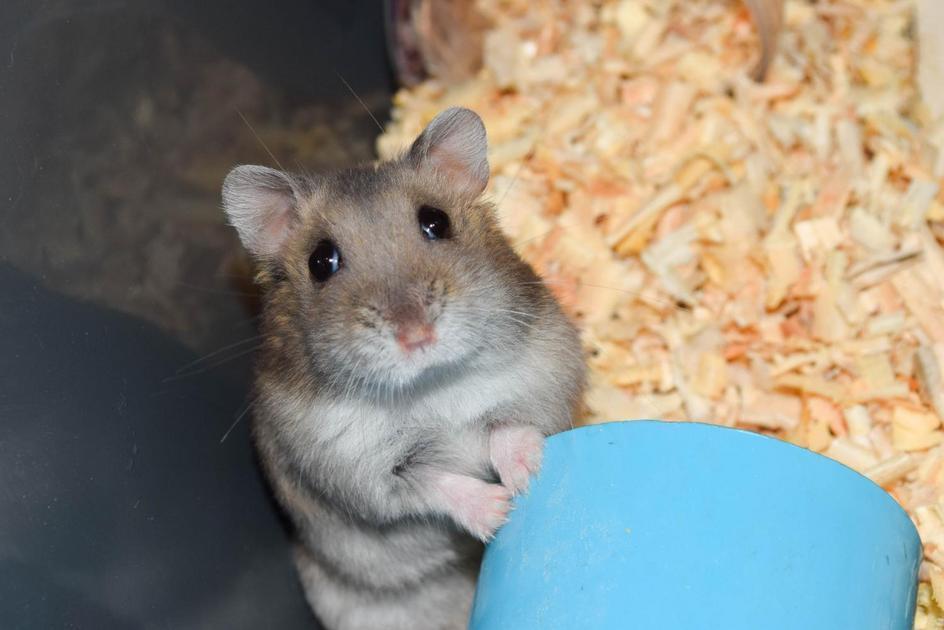 Dicas para prolongar a vida de um hamster de estimação Dicas para prolongar a vida de um hamster de estimação