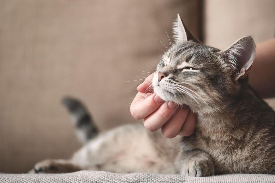 Dicas práticas para o treinamento de gatos Dicas práticas para o treinamento de gatos