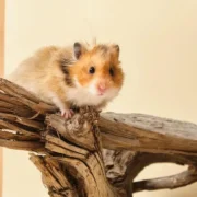 hamster dura quanto tempo