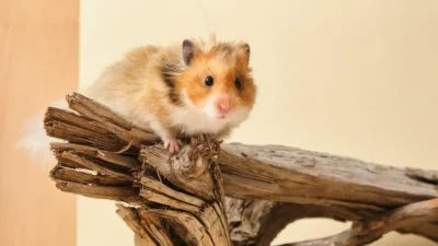 hamster dura quanto tempo
