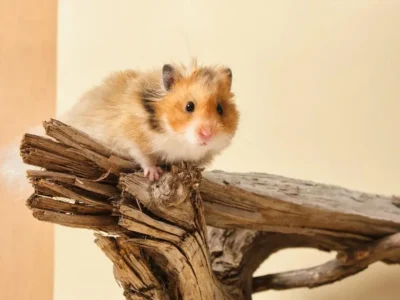 hamster dura quanto tempo