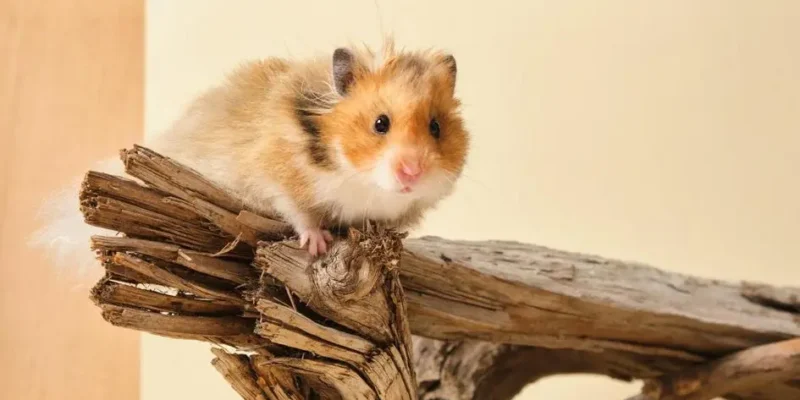 hamster dura quanto tempo