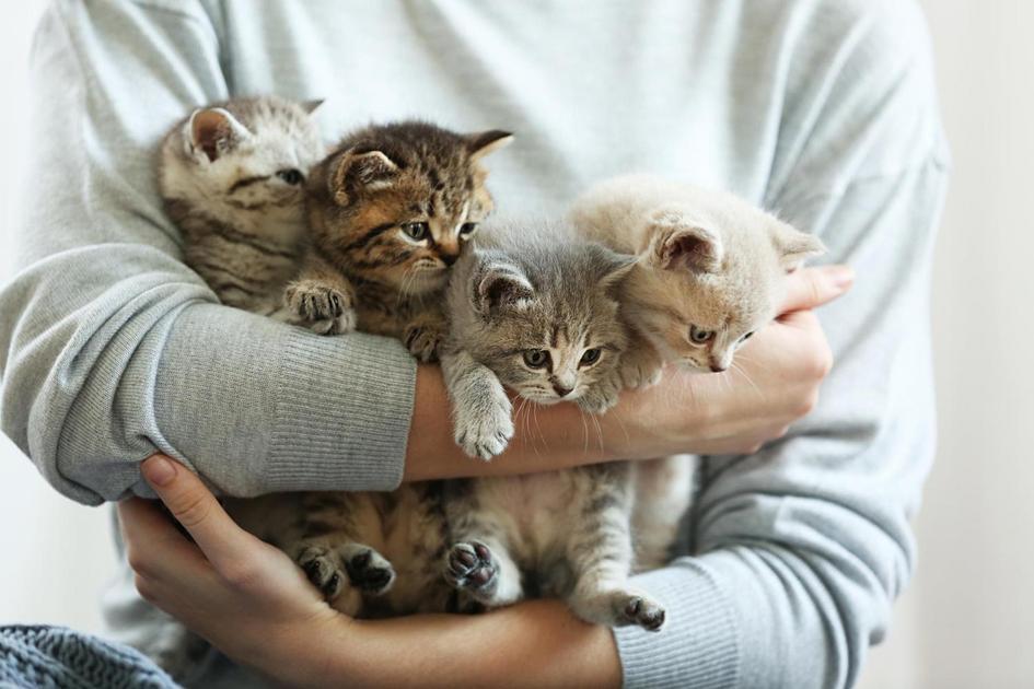 Inspire-se com esses nomes de gato fêmea para a sua nova companheira Inspire-se com esses nomes de gato fêmea para a sua nova companheira