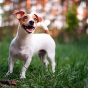 micose de cachorro em humano