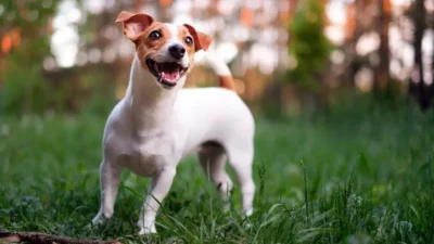 micose de cachorro em humano