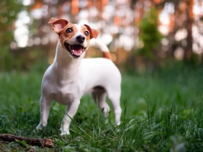 micose de cachorro em humano
