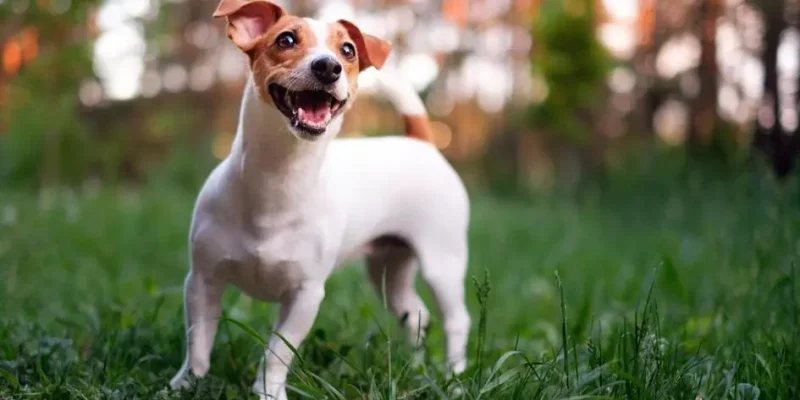 micose de cachorro em humano
