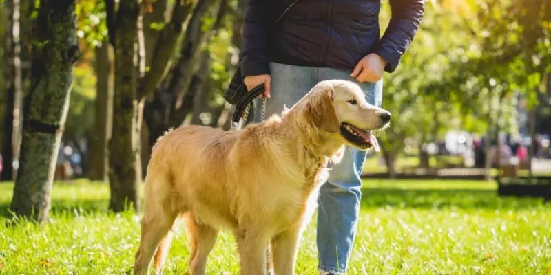 nome para cachorro