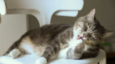 nomes de gatinhos masculinos