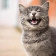 nomes de gato femea