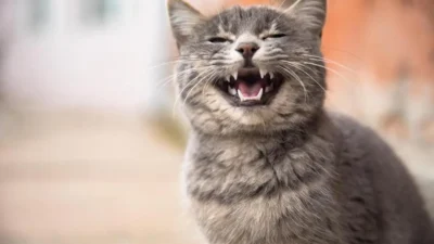 nomes de gato femea