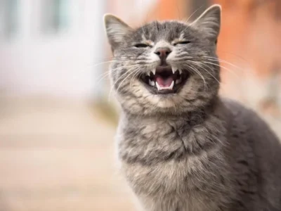 nomes de gato femea