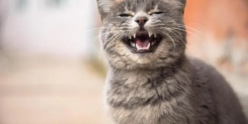 nomes de gato femea